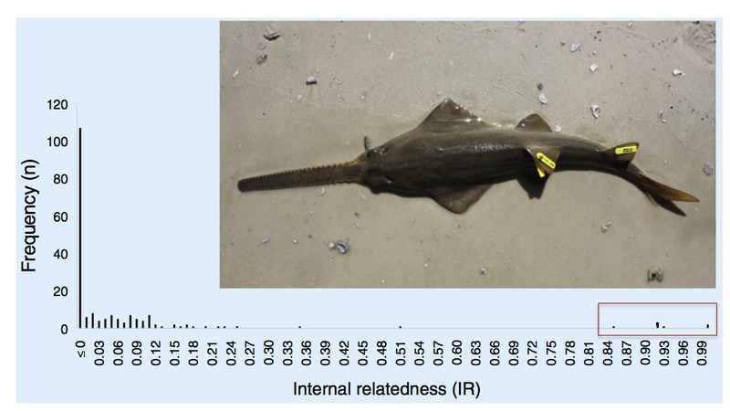 Illustration for article titled "Virgin Births" Won't Save The Smalltooth Sawfish From Extinction